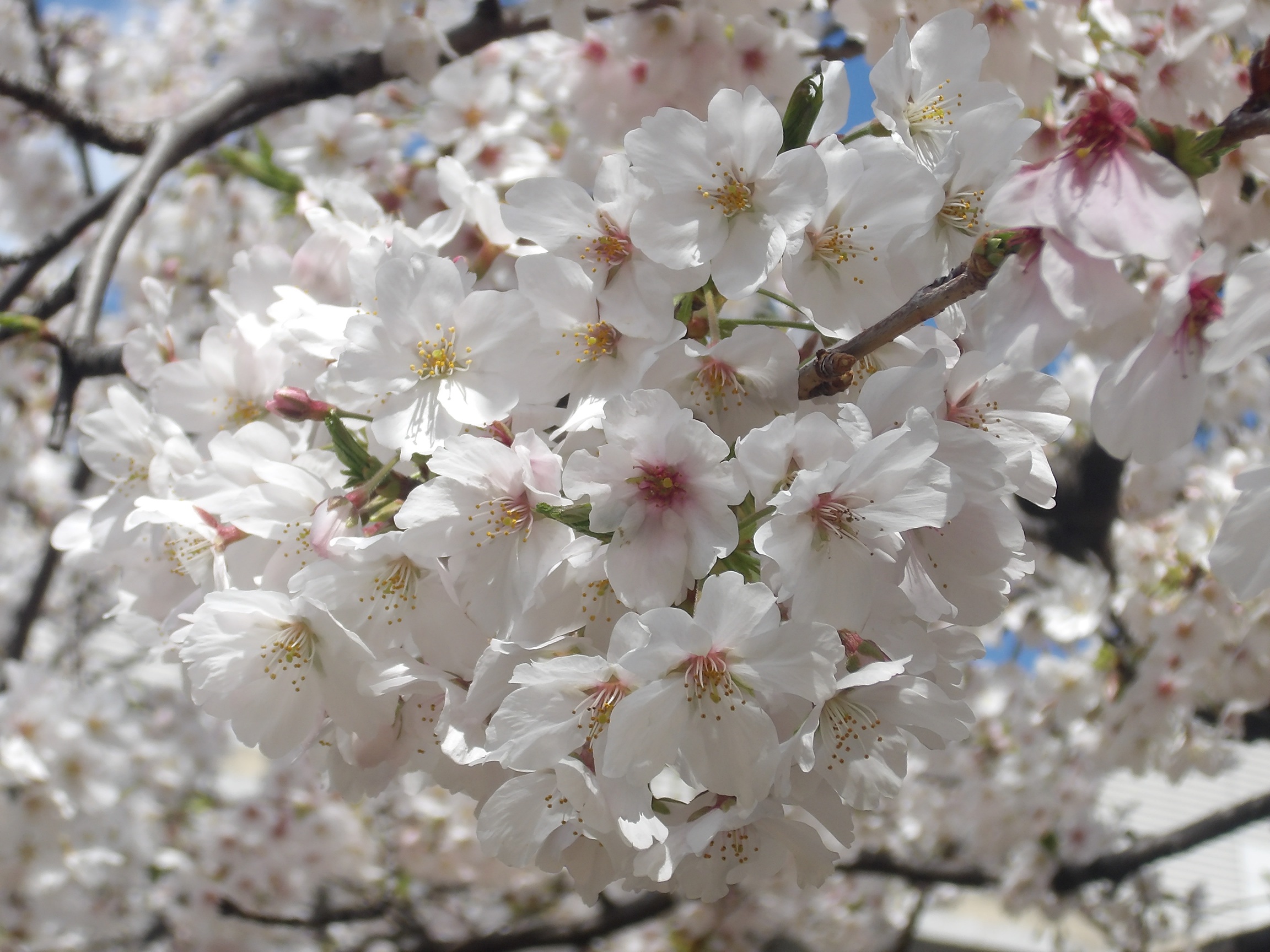 中庭の桜が見頃を迎えています🌸