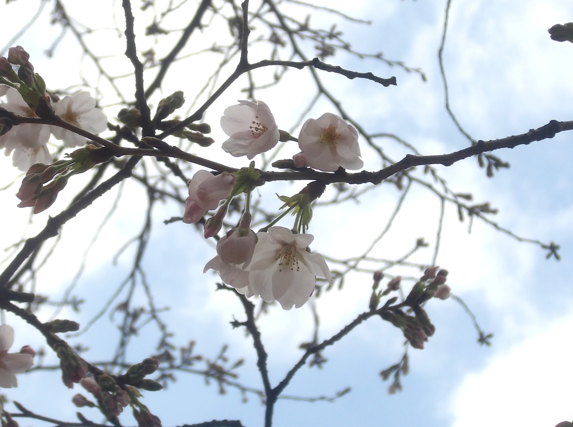 中庭の桜が咲きました🌸