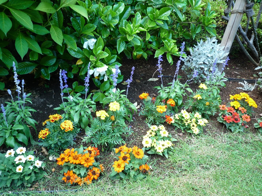 花壇の植え替えをしました