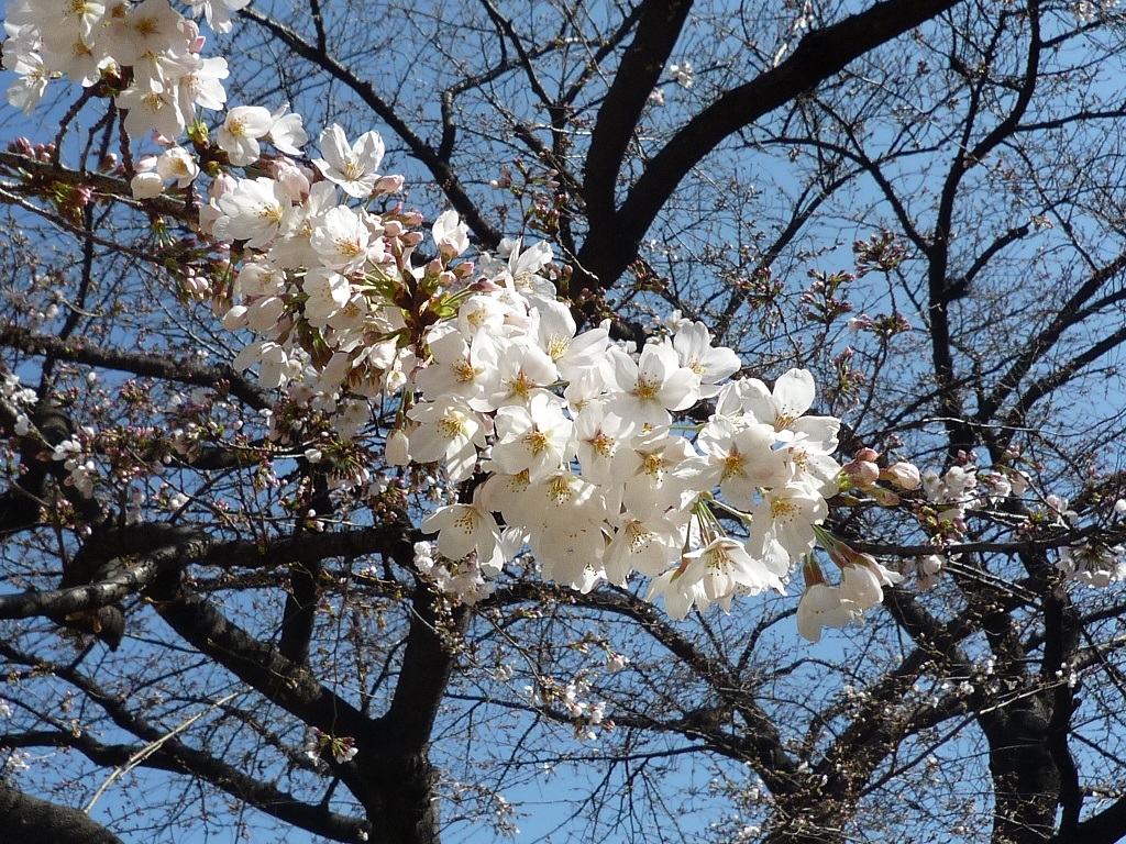 中庭の桜が咲いています
