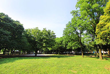 夏には、花の丘でひまわりの花畑が楽しめます。