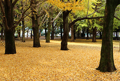 蘆花恒春園区域では秋に紅葉を楽しめます。